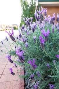 Lavandula 'Lilac Lace' Lavender 6" Pot
