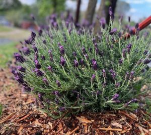 Lavender 'Fairy Wings Spellbound' 6" Pot