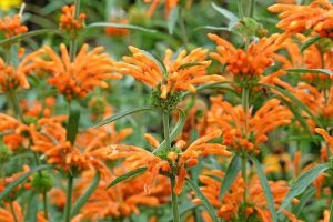 Leonotis 'Lion's Tail' 6" Pot