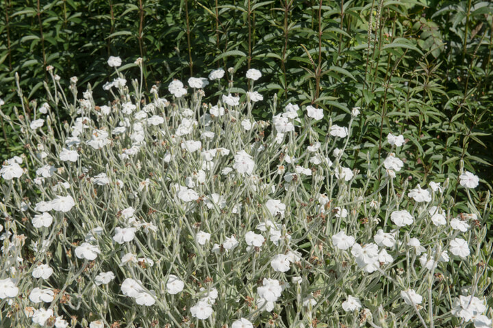 Lychnis 'White'