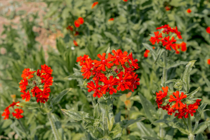 Lycnhis 'Maltese Cross' 6" Pot