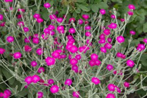 Lychnis 'Pink'