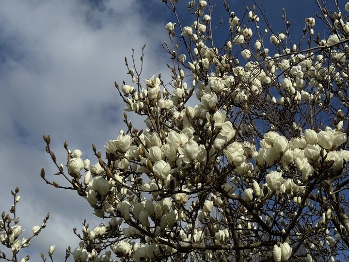 Magnolia 'Lennei Alba' 10" Pot