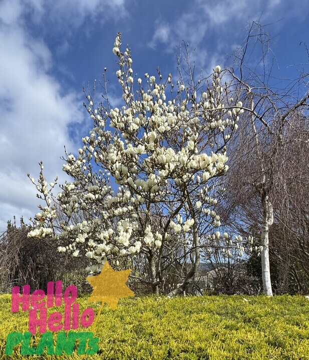 Magnolia 'Lennei Alba' 10" Pot