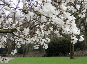Magnolia 'Merrill' 13" Pot