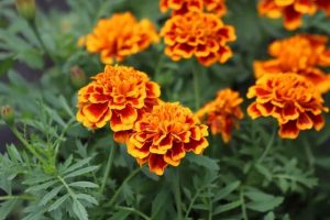 Tagetes 'Fire' Marigold 4" Pot