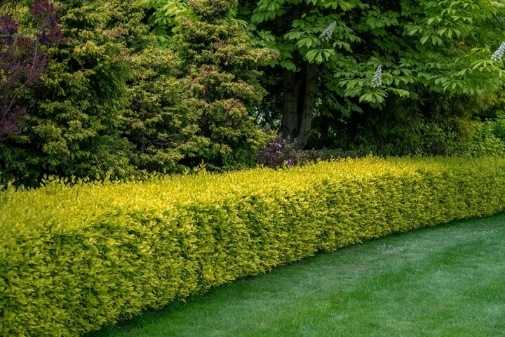Medium Hedge (1-3m)
