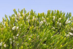 Melaleuca 'Space Saver™' Honey Myrtle 6" Pot