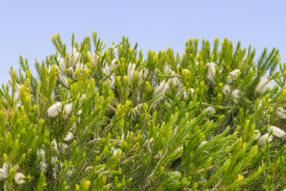 Melaleuca 'Space Saver™' Honey Myrtle 6" Pot