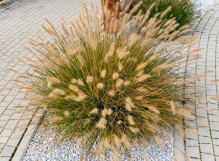 Native Grasses