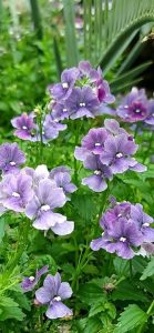 Nemesia 'Lavender' 4" Pot