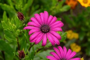 Osteospermum 'Dark Pink' African Daisy 6" Pot