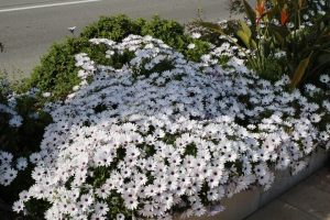 Osteospermum 'Prostrate White' 6″ Pot