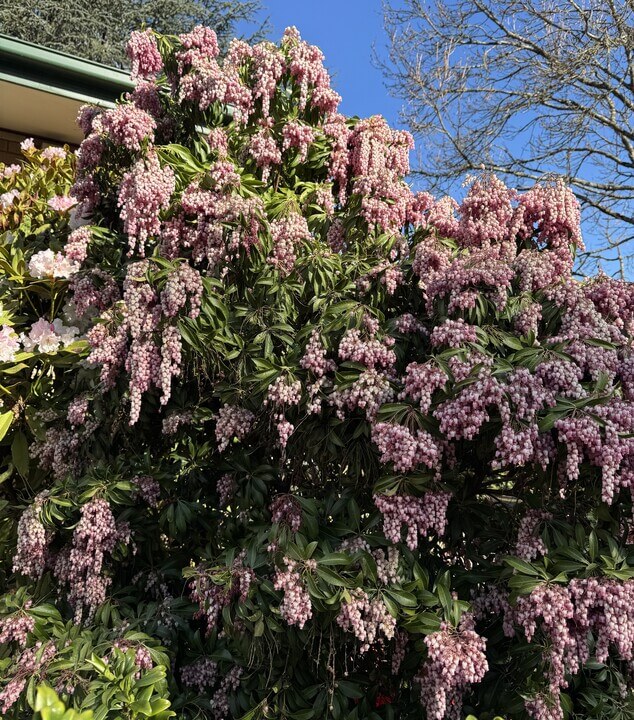 Pieris 'Christmas Cheer'