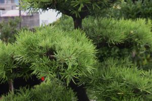 Podocarpus 'Yew Plum Pine' 12" Pot