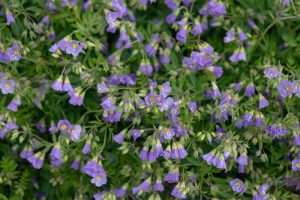 Polemonium 'Lambrook Mauve' 6" Pot