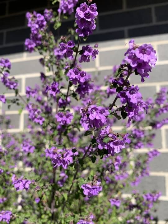 A Prostanthera 'Cut Leaf Mint Bush' 15cm pot with small purple flowers thrives in front of a grey brick wall.