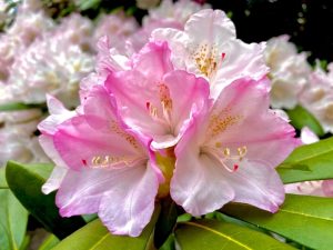 Rhododendron 'Mrs Charles E Pearson' 8" Pot