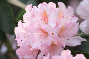 Rhododendron 'Mrs E C Stirling ' 8" Pot