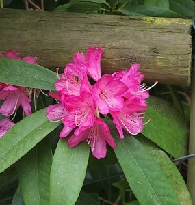 Rhododendron Saffron Queen 8" Pot