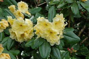 Rhododendron 'Sir Robert Peel' 8" Pot