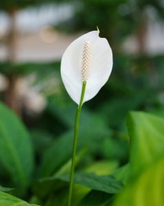 Anthurium 'White' 7" Pot