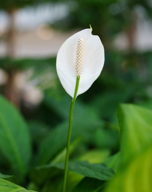 Anthurium 'White' 7" Pot