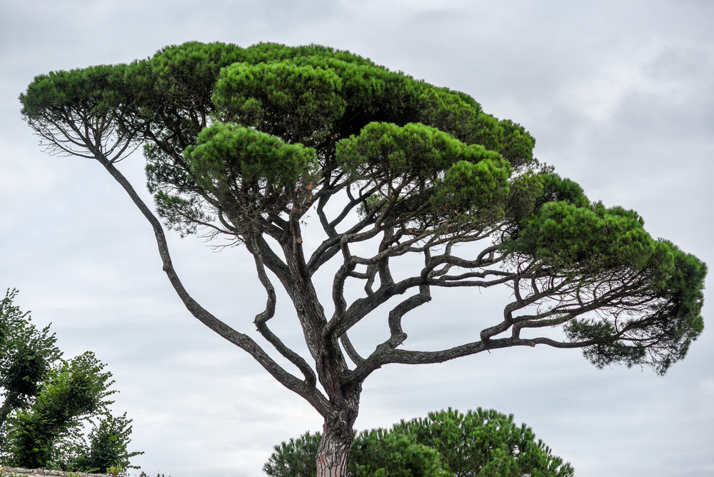 A Picea 'Stone Pine' in a 15cm pot from our Growers' Flash Sale displays dense green foliage and wide, flat branches against a cloudy sky.