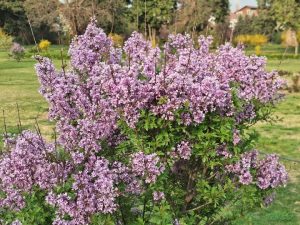 Syringa 'Persian Lilac' Lilac 12" Pot