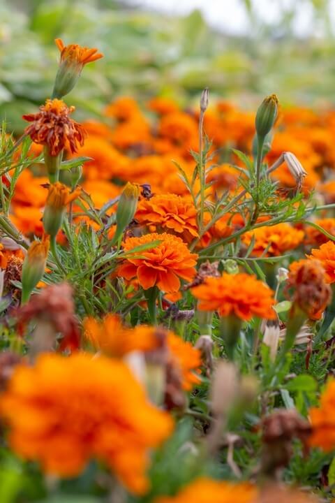 Tagetes 'Safari Orange' Marigold 4" Pot
