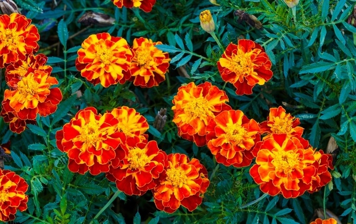 Tagetes 'Safari Red' Marigold 4" Pot