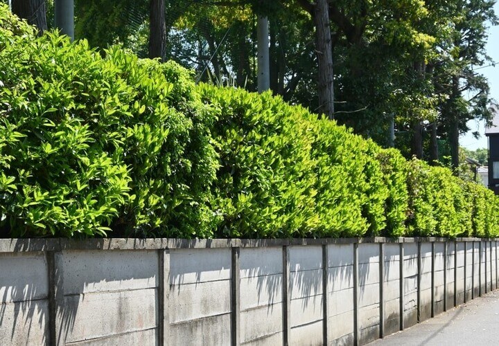 Viburnum 'Quick Fence™' 6" Pot