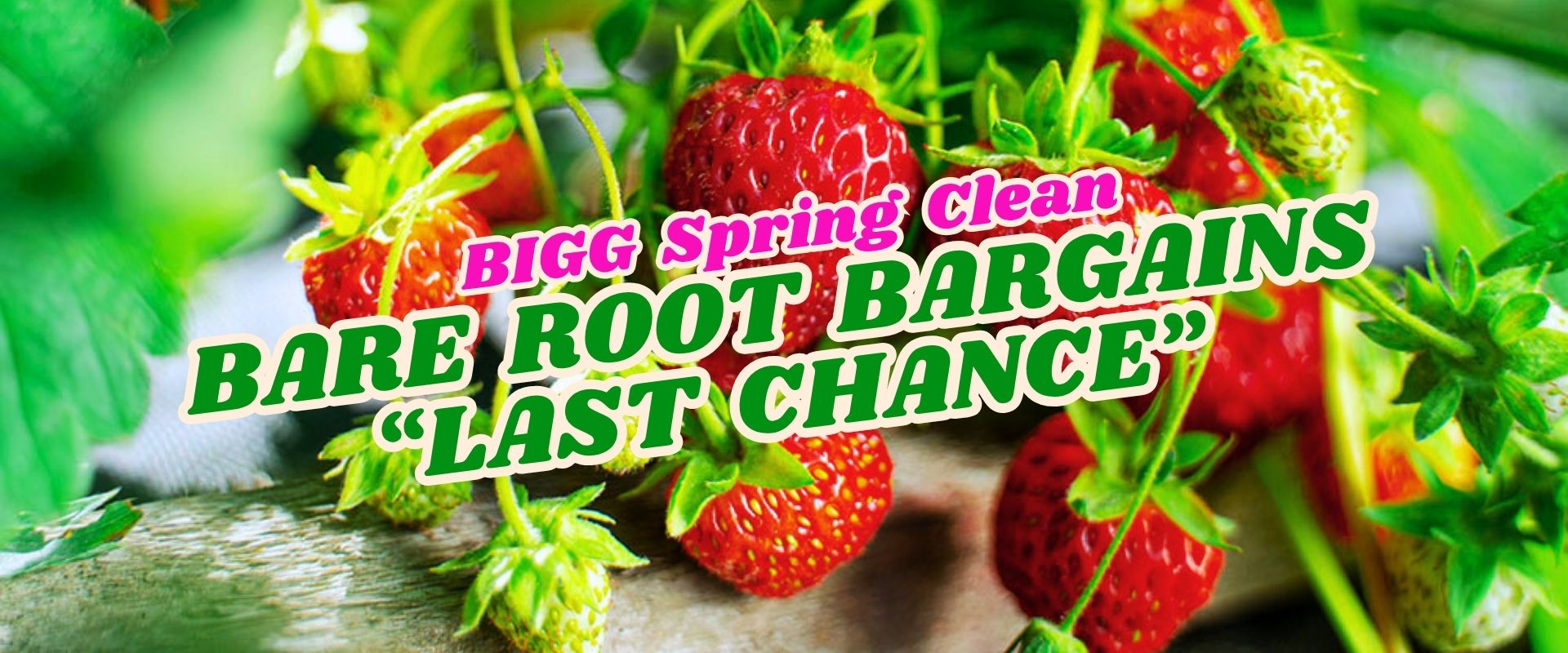 Close-up of ripe strawberries on plants with promotional text: "BIGG Spring Clean, Bare Root Bargains, Flash Sale—Last Chance.