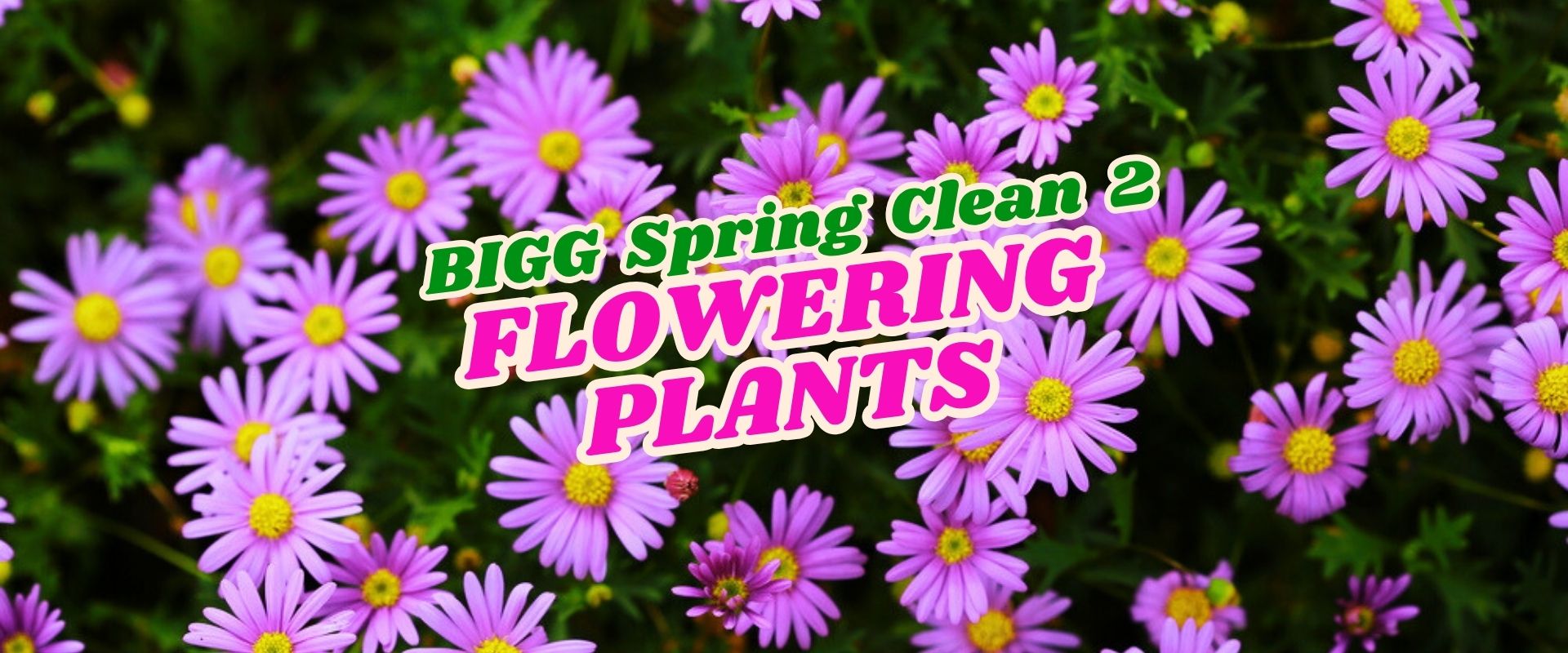 A cluster of purple daisy-like flowers with yellow centres. Overlaid text reads: "BIGG Spring Clean Flash Sale 2 FLOWERING PLANTS.