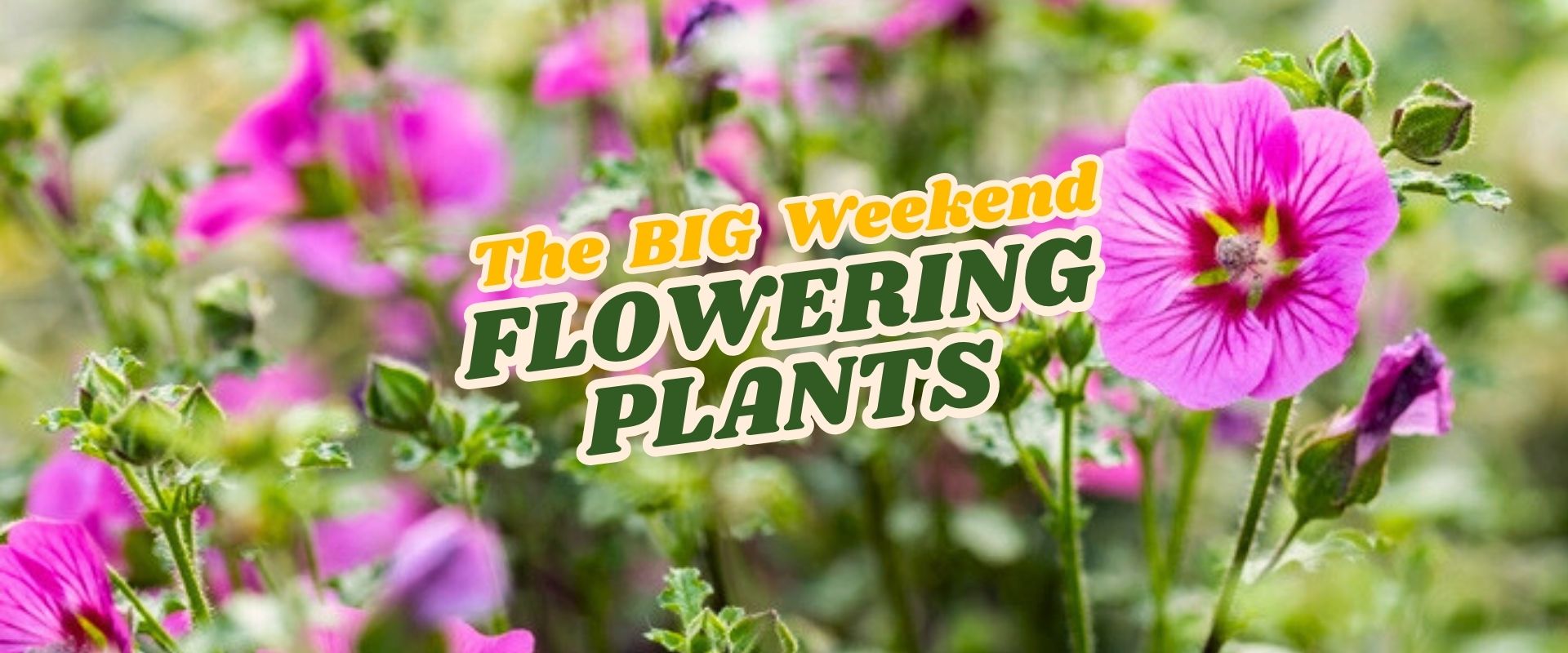 Pink flowering plants in bloom with overlaid text reading "The BIG Weekend FLOWERING PLANTS Flash Sale" in bold, colourful letters.
