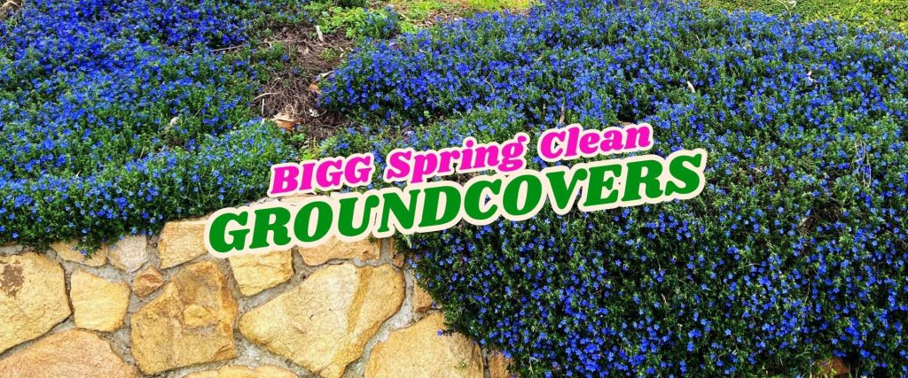 Blue groundcover plants growing along a stone wall with text overlay reading "BIGG Spring Clean GROUNDCOVERS Flash Sale" in bold, colourful letters.