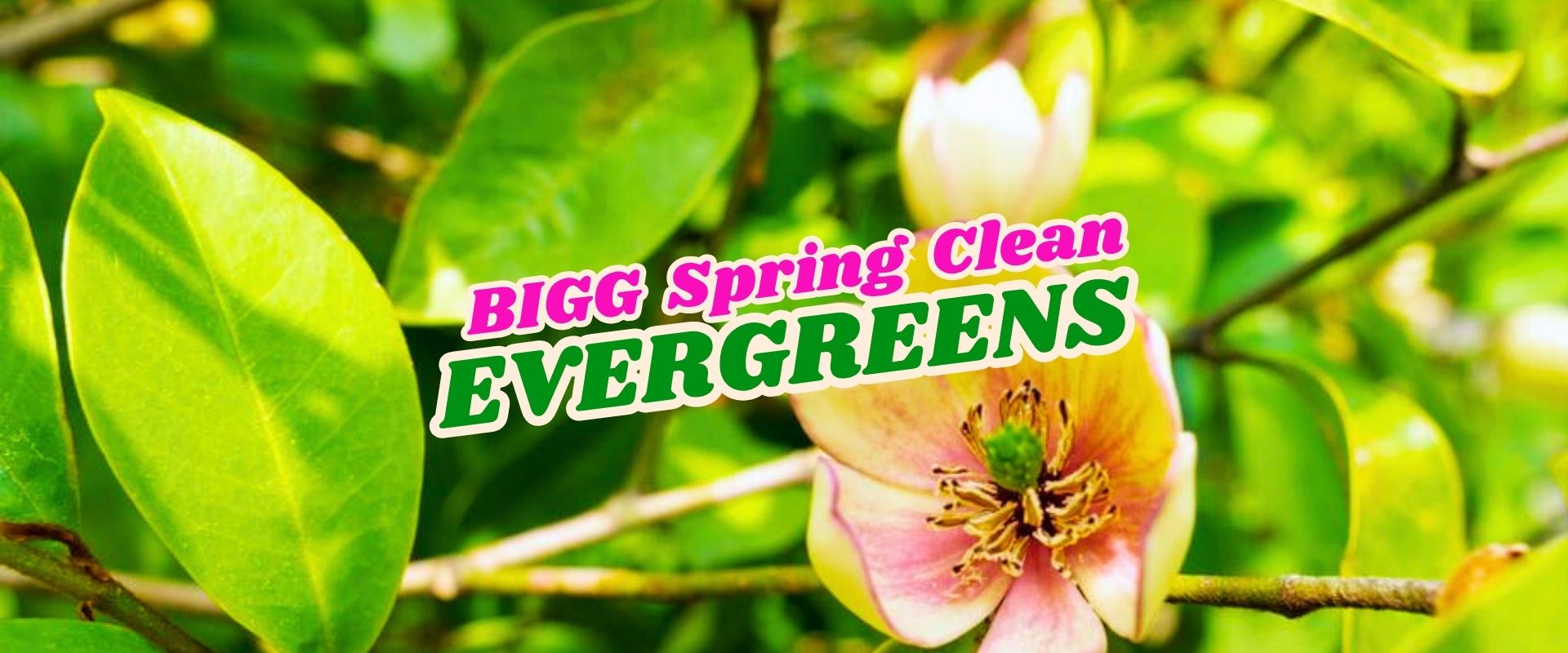 A close-up of a blooming flower and green leaves with the text "BIGG Spring Clean EVERGREENS Flash Sale" overlaid in bold, colourful lettering.