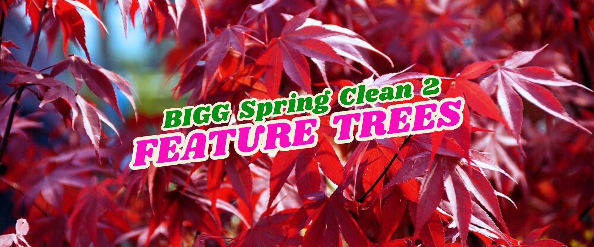 Red leaves of a tree with the text "BIGG Spring Clean 2 FEATURE TREES – Flash Sale" displayed prominently across the image.