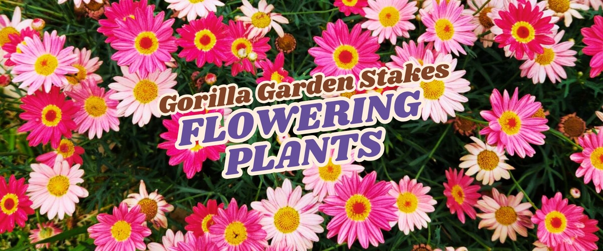 Pink and white daisy-like flowers in bloom with the text “Gorilla Garden Stakes FLOWERING PLANTS” overlaid in bold, colourful letters. Flash Sale—don’t miss out on these vibrant garden beauties!.