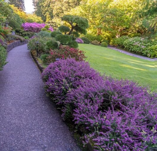 A paved garden path curves beside green grass, neatly trimmed shrubs, and blooming purple and pink Lavandula flowers under sunlight.
