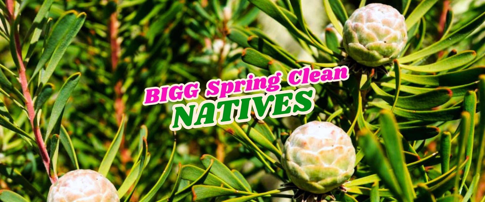 Close-up of native plant foliage with round, cone-like flower buds. Bold text over image reads "BIGG Spring Clean NATIVES – Flash Sale".