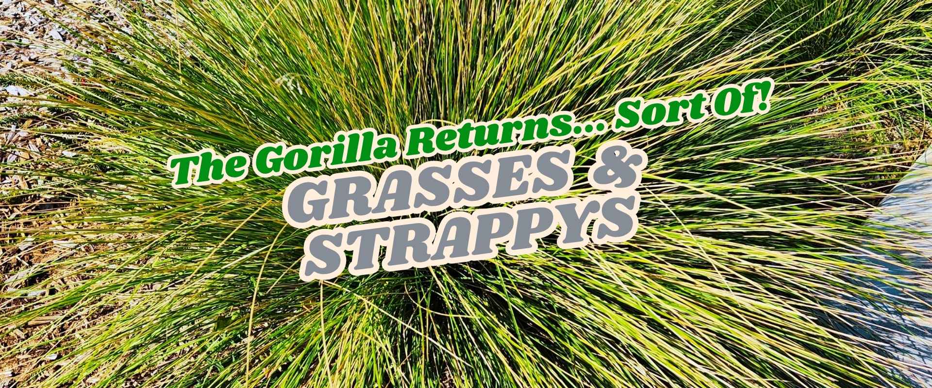 Long green grass blades radiate outward, with overlaid text reading, "The Gorilla Returns... Sort Of! GRASSES & STRAPPYS. Flash Sale!.