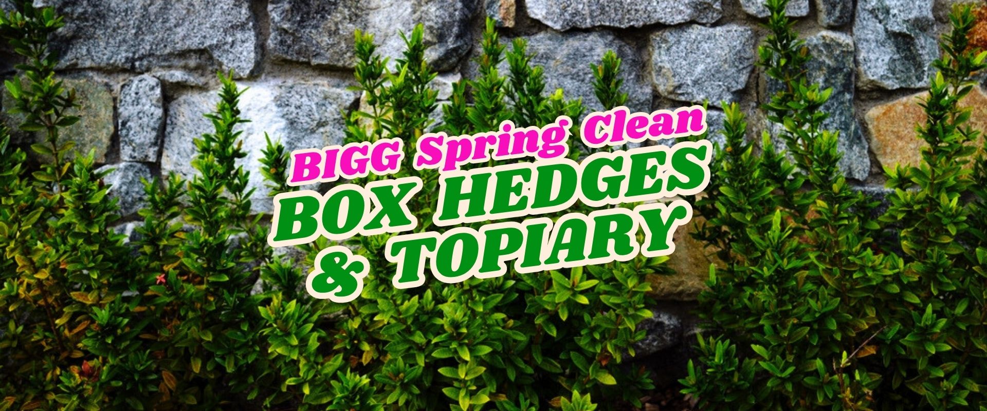 Green box hedges grow in front of a stone wall, with bold text overlaid reading “BIGG Spring Clean BOX HEDGES & TOPIARY.” Don’t miss our Flash Sale on these stunning topiary plants!.