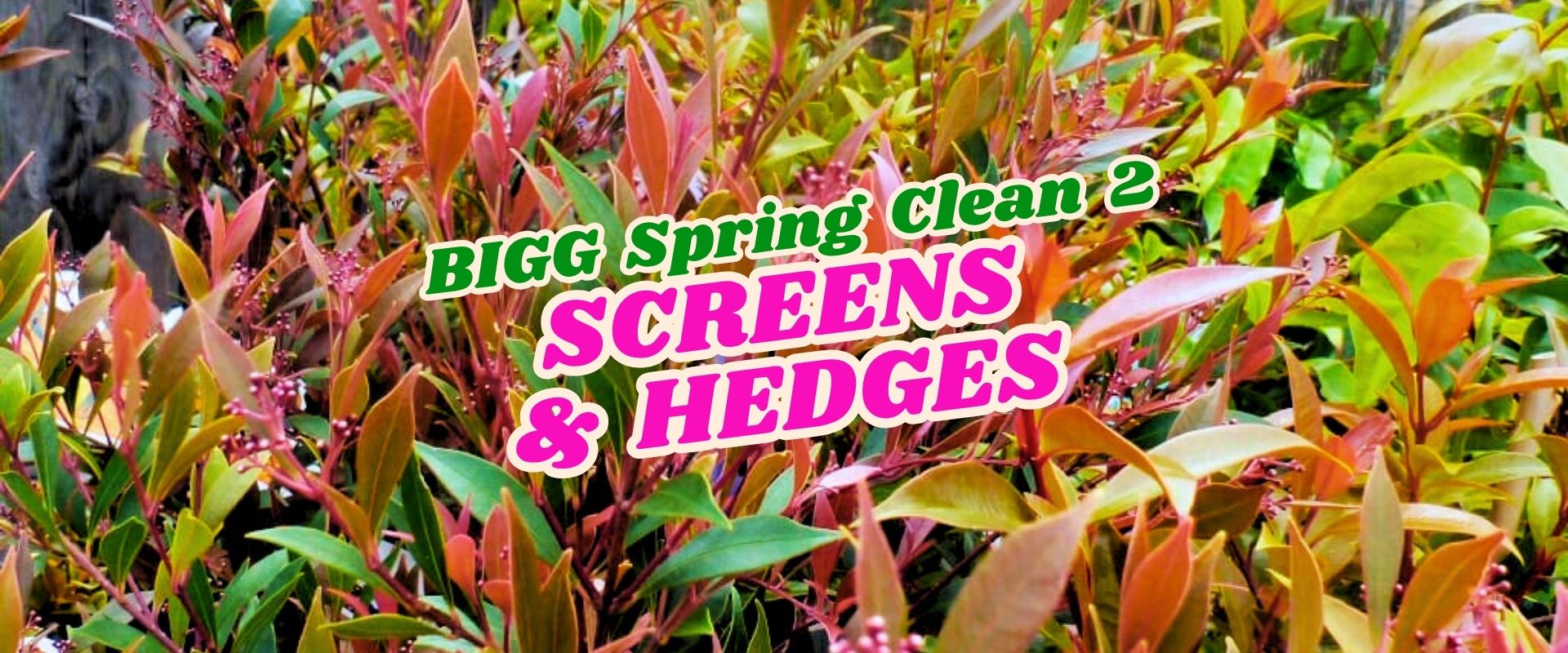 Dense hedges with red and green foliage are shown with overlaid text reading "BIGG Spring Clean Flash Sale 2 SCREENS & HEDGES" in green, white, and pink letters.