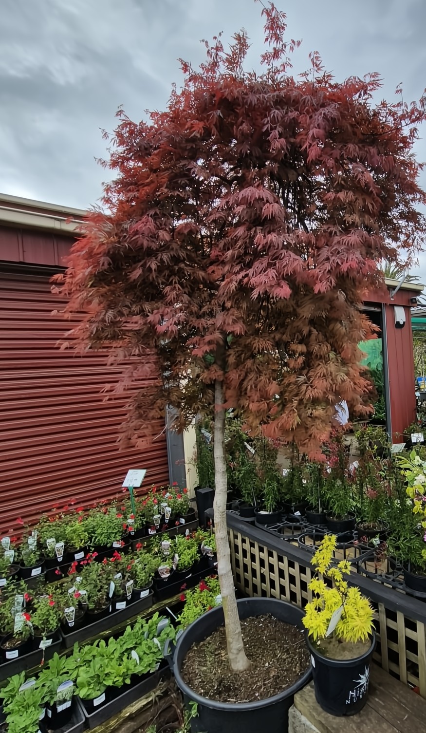 An Acer 'Orangeola' Japanese Maple 155L (Standard) with vibrant red leaves stands among smaller plants and flowers outside a garden centre on a cloudy day.