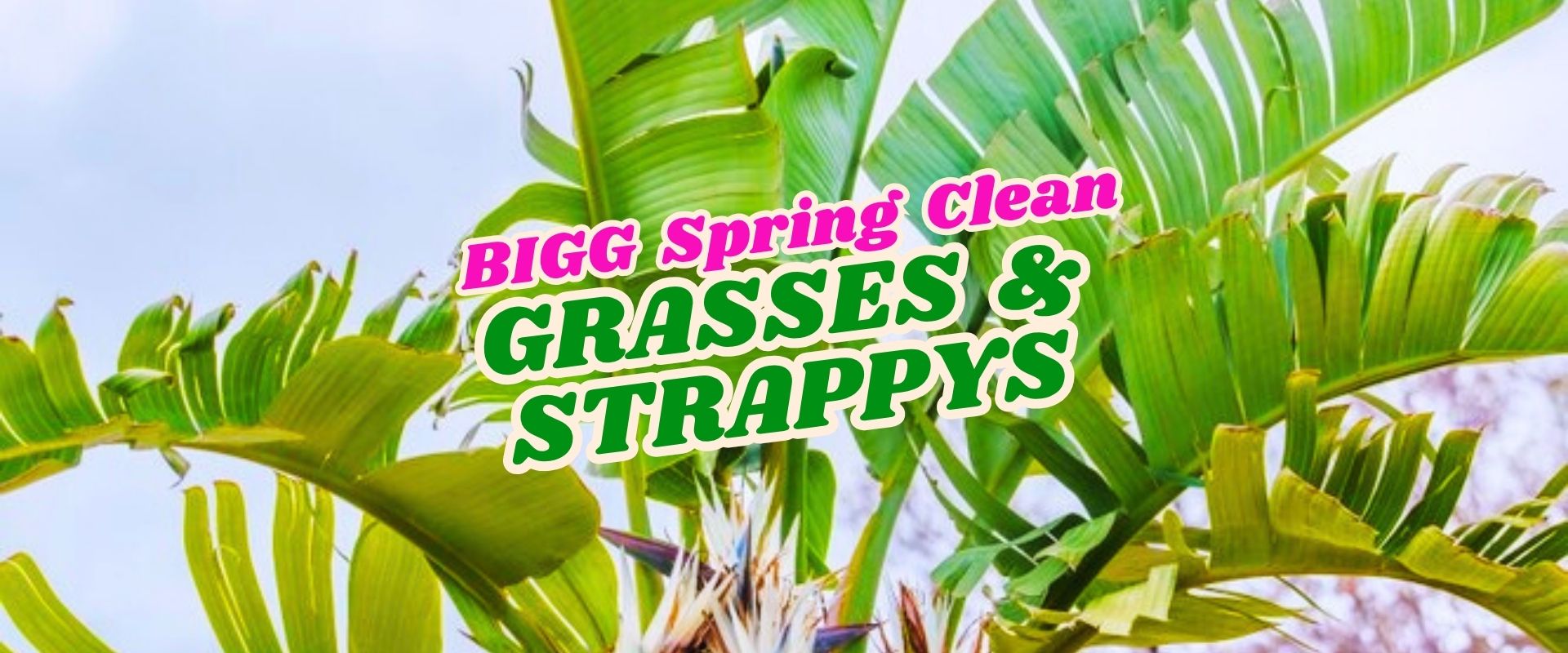 Large green banana leaves with bold text overlay reading "BIGG Spring Clean GRASSES & STRAPPYS Flash Sale" against a bright sky background.
