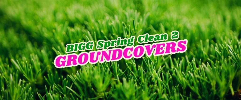 Close-up of green grass with the text "BIGG Spring Clean 2 GROUNDCOVERS Flash Sale" in bold, green, and pink letters across the centre.