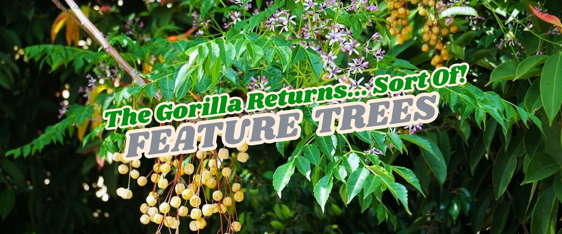 Green leafy tree with clusters of small yellow fruit and purple flowers; overlaid text reads, "The Gorilla Returns... Sort Of! FEATURE TREES – Flash Sale!”.