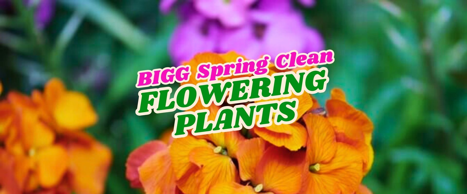 Orange and purple flowering plants with the text "BIGG Spring Clean FLOWERING PLANTS Flash Sale" overlaid in bold colours.
