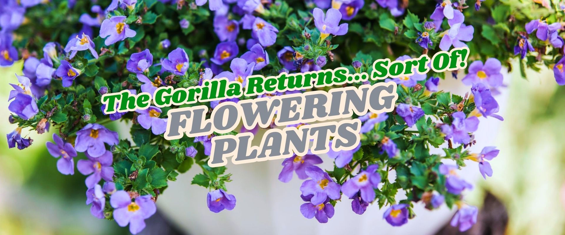 A close-up of purple flowering plants in a pot, overlaid with the text "The Gorilla Returns... Sort Of? FLOWERING PLANTS." Don’t miss the Flash Sale on these stunning blooms!.